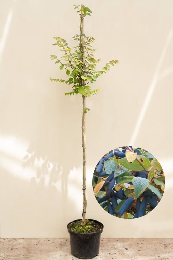 Jonge Augurkenboom | Decaisnea fargesii | 60-80cm hoogte