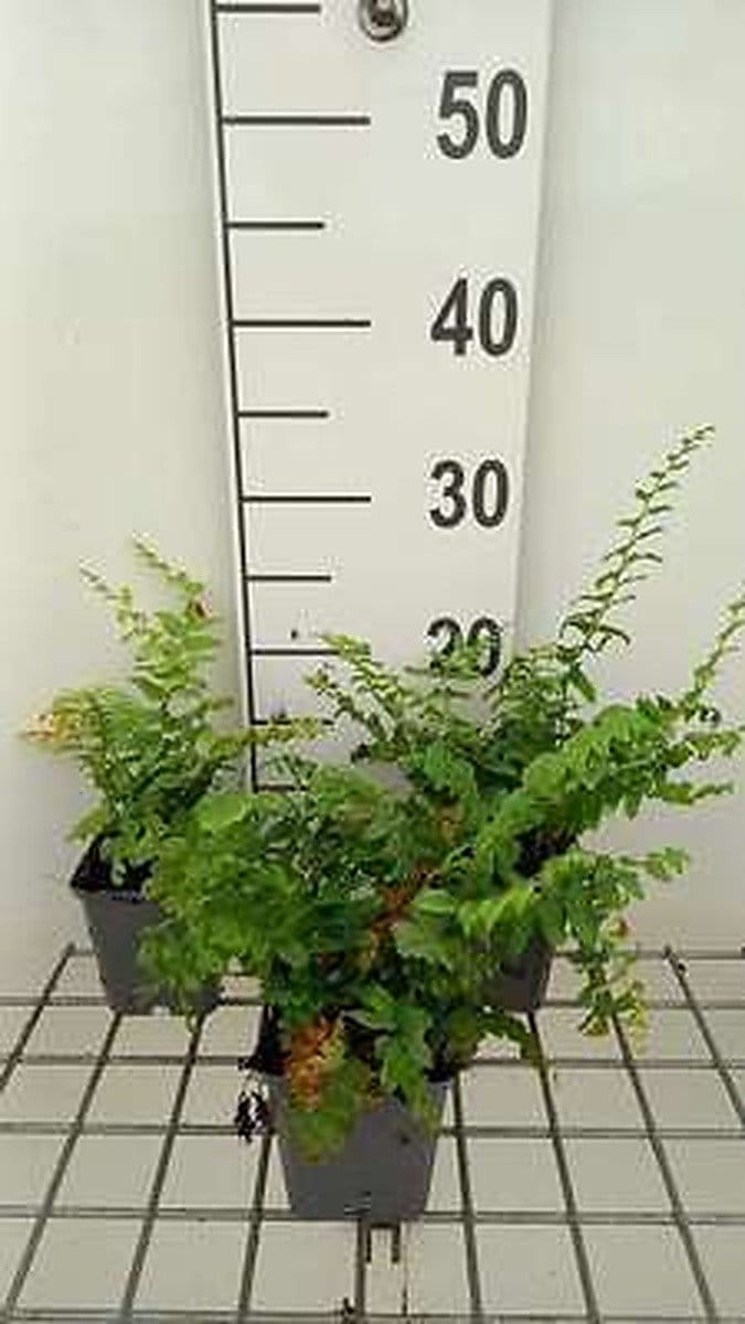 6x Christvarenm - Polystichum acrostichoides | 9x9 cm pot