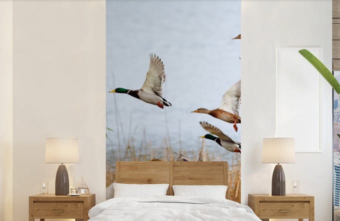 Behang - Fotobehang Eend - Vogel - Riet - Water - Eenden - Breedte 120 cm x hoogte 240 cm