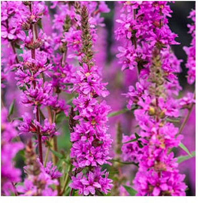 Moerings Lythrum Salicaria | Kattestaart | In 9CM pot