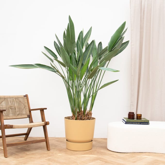 Strelitzia Reginae XXL