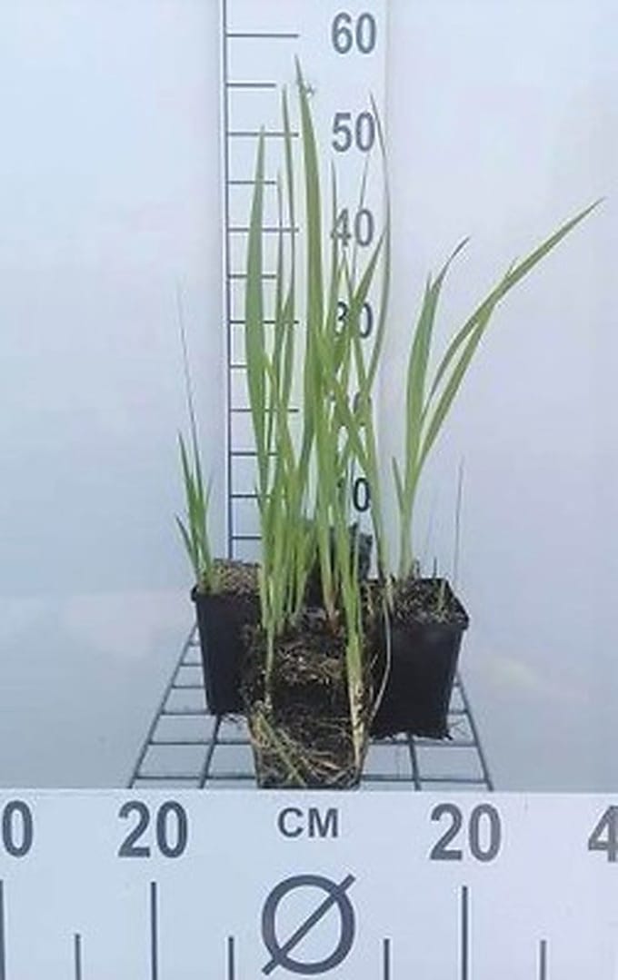 6x Montbretia - Crocosmia masoniorum | 9x9 cm pot