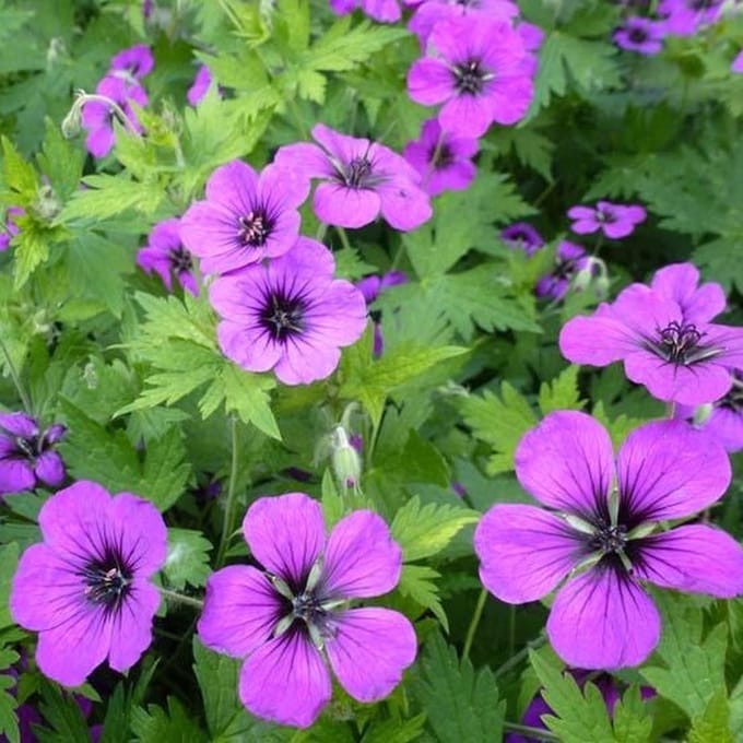 6x Ooievaarsbek - Geranium 'Anne Thomson' - Pot 9x9cm