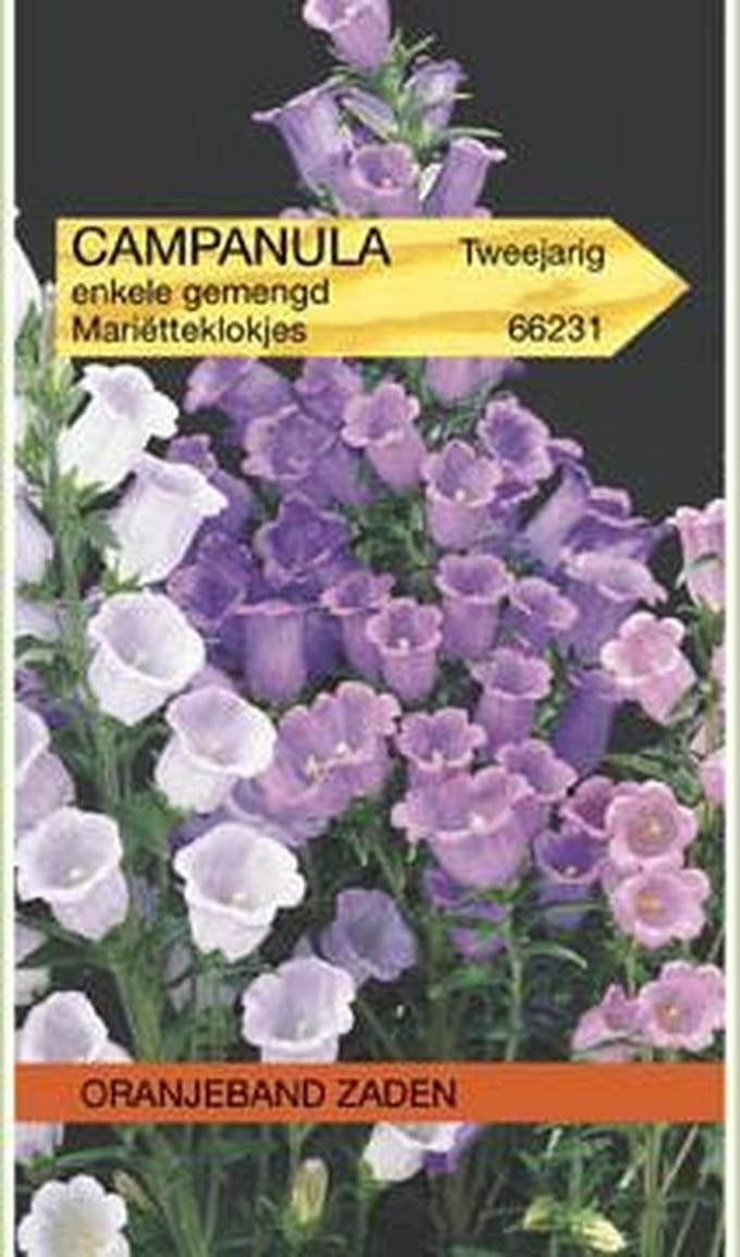 Campanula, Mariëtteklokje enkelbloemig gemengd