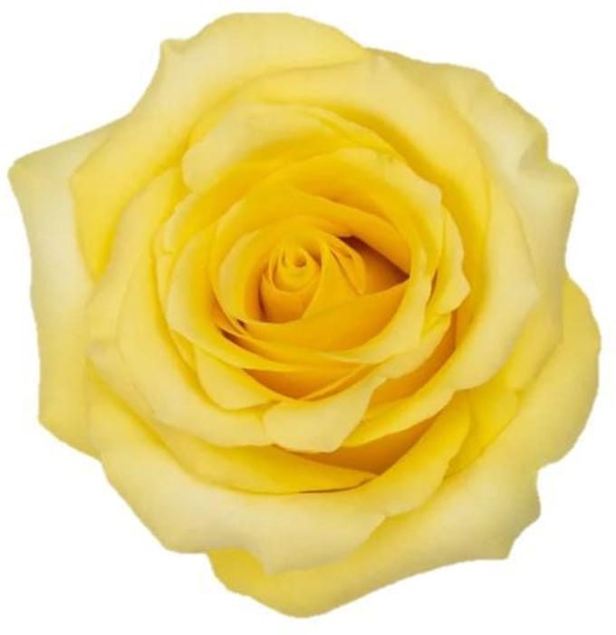 25x Rosa cancun 50cm