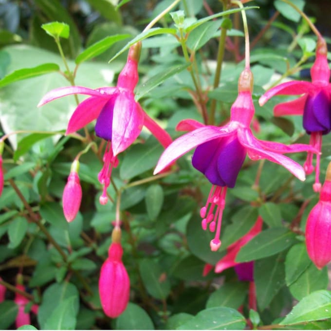 6 x Fuchsia 'Tom Thumb'-  Bellenplant pot 9x9cm