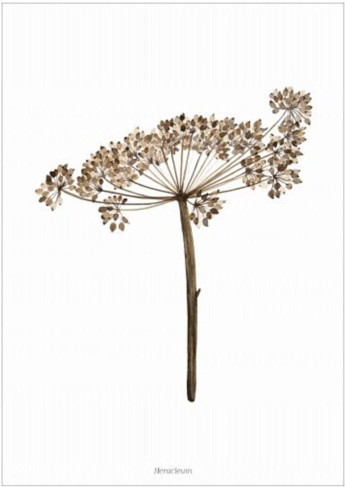 Days of Bloom Poster A3 Berenklauw / Heracleum