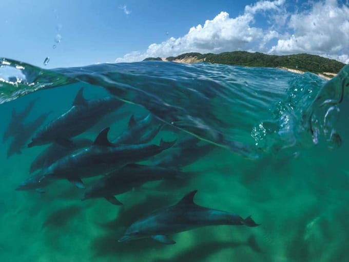 New York Puzzle Company legpuzzel Bottlenose Dolphins - 1000 stukjes