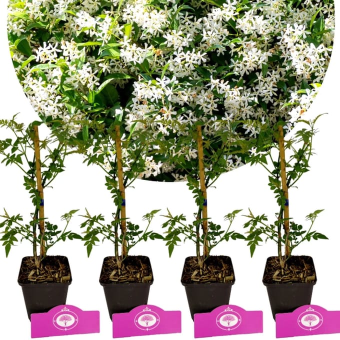 Set van 4 Gewone jasmijn - Jasminum officinale - Hoogte 30cm – 9cm pot