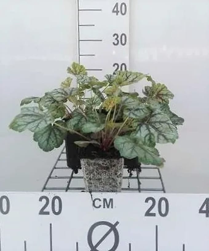 6x Purperklokje - Heuchera hybr. 'Green Spice' | 9x9 cm pot