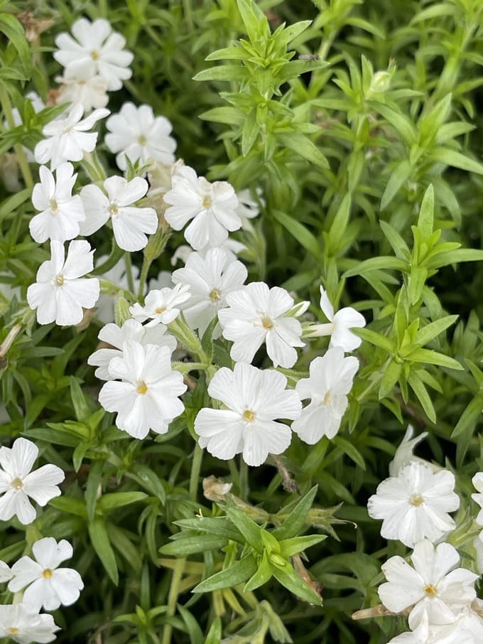 6x Vlambloem - Phlox (s) 'Maischnee' ( 'snow queen') | 9x9 cm pot