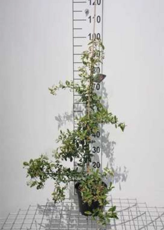 Pyracantha hybr. 'Soleil d'or' - Vuurdoorn 80-100 cm | pot