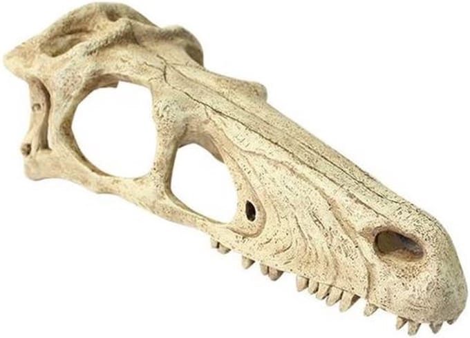 Komodo Raptor Schedel Terrarium Decor - XL