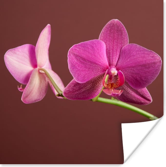 Poster Bloemen - Orchideeën - Roze - 75x75 cm