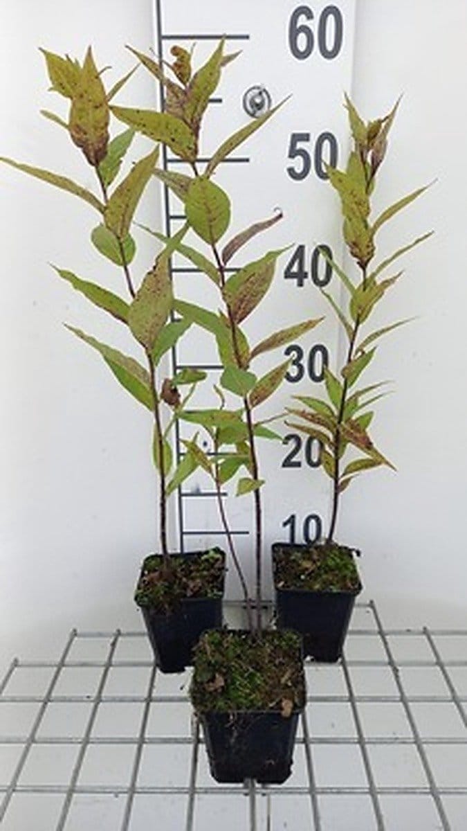 6x Stermaagdenpalm - Amsonia illustris | pot 9 x 9 cm