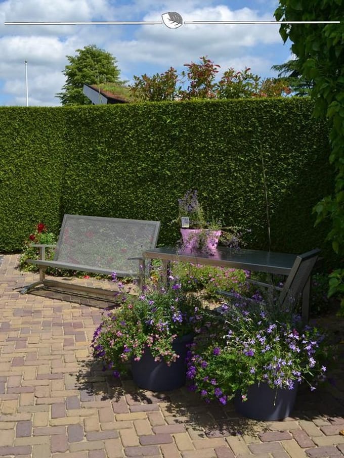 Westerse Levensboom Thuja Brabant 140-160 cm, 60x Haagplant