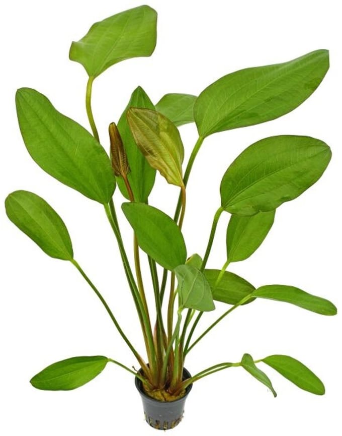 Aquaflora Echinodorus Red Chili | in 5 cm pot