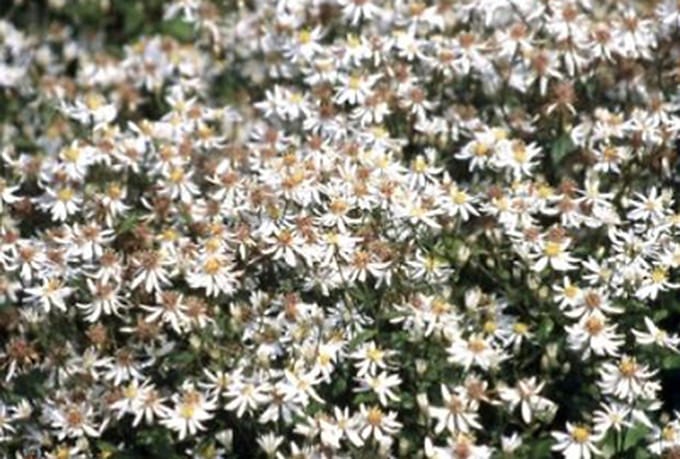 6x Aster - Aster divaricatus | 9x9 cm pot