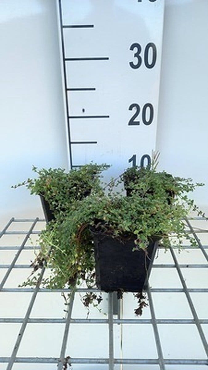 6x Kruiptijm - Thymus praecox 'Pink Chinz' | 9x9 cm pot