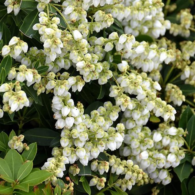 Pieris Japonica 'Prelude' - Rotsheide 20-30 cm pot