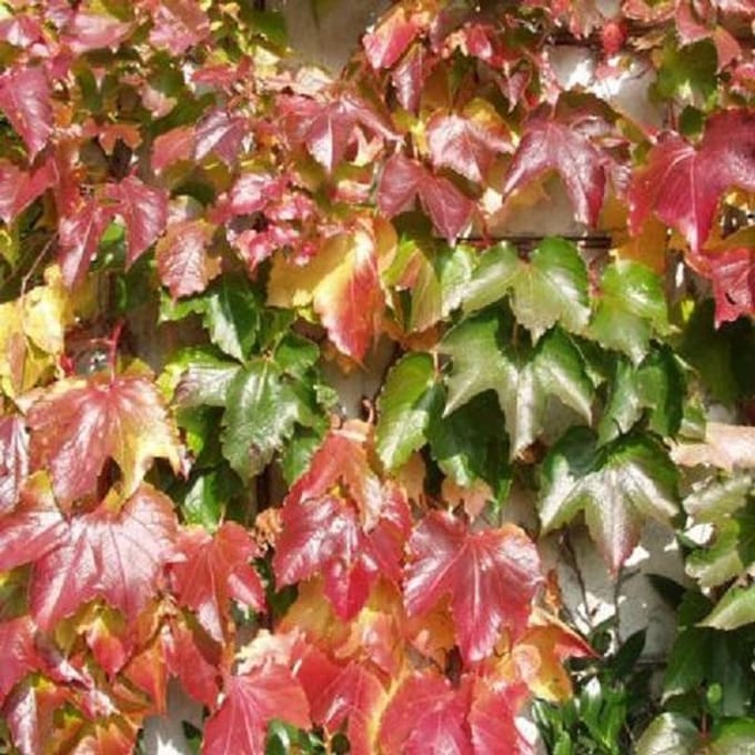 Parthenocissus Tricuspidata 'Veitch Boskoop' - Wilde wingerd 50-60 cm pot