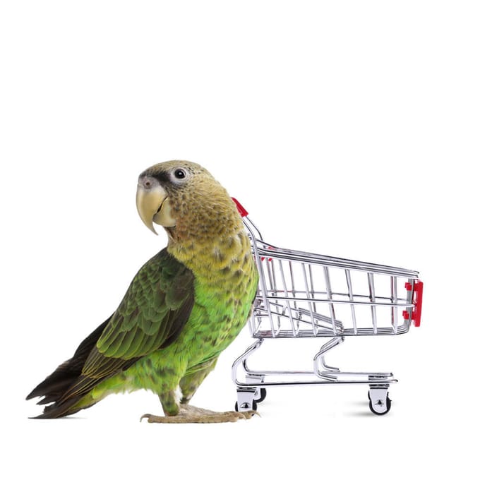 Mini panier de courses en métal mignon, jouet pour perroquet, oiseau de compagnie, pour Conures, perruches, tourtereaux, calopsittes white