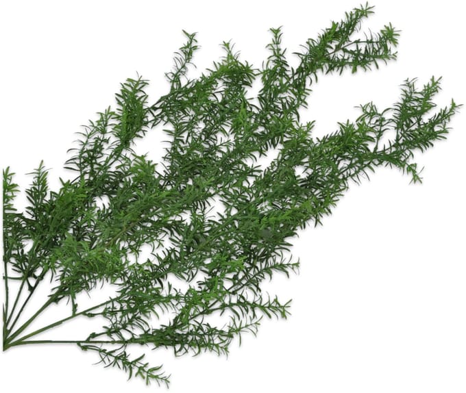 Silk-ka - Kunstplant - asparagus - groen - H104 cm