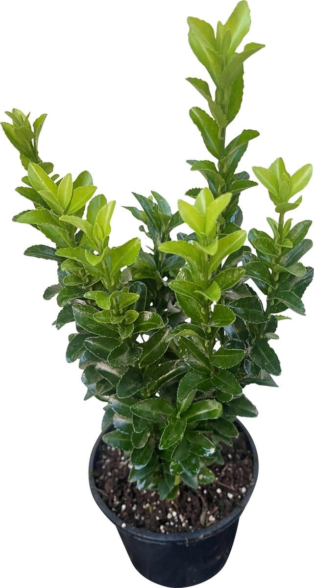 Euonymus japonicus 'Green Spire' - Kardinaalsmuts 20 - 30 cm in pot