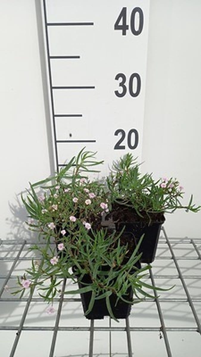 6x Gipskruid - Gypsophila hybr. 'Rosenschleier' | 9x9 cm pot