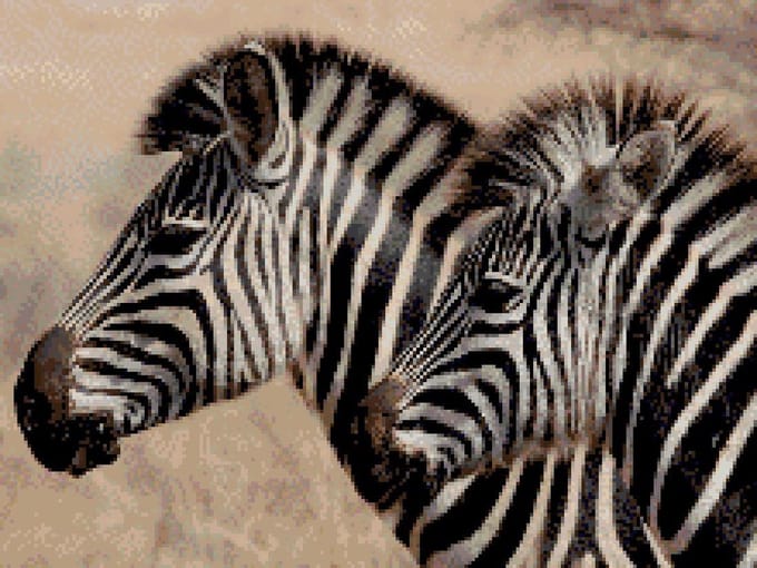 MyHobby Borduurpakket – Zebra’s 40×30 cm wart
