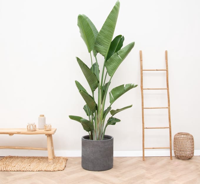 Strelitzia Augusta multi stam XXL hoogte 225cm potmaat 45cm