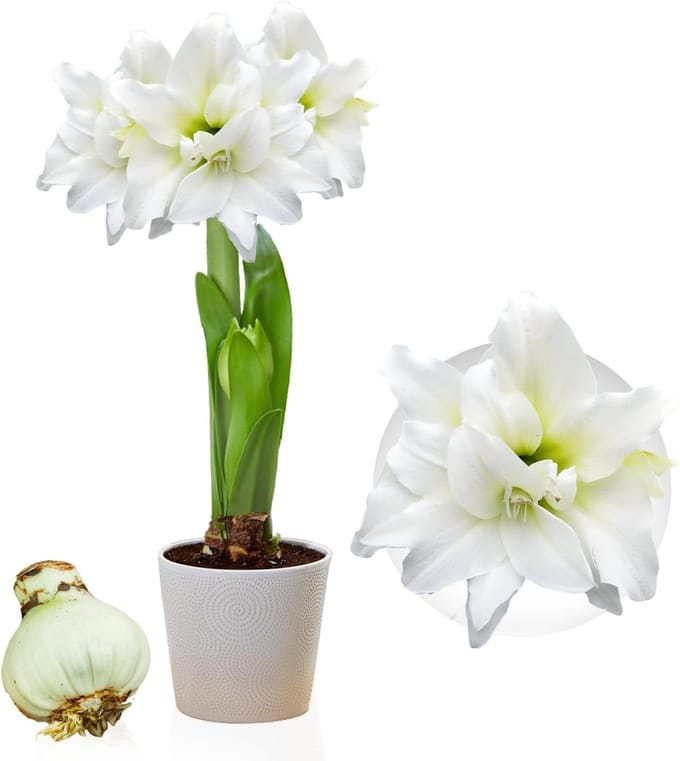 Amaryllis Bol - Double White - Bloembollen - 1 stuk - Wit - Bloem bollen