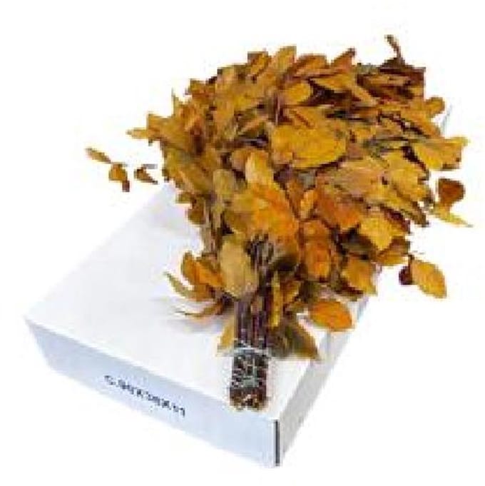5x Dc fagus geel gestabiliseerd 70cm