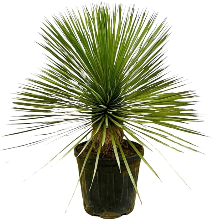Yucca Rostrata op stam - Potmaat 27cm - Hoogte 70cm