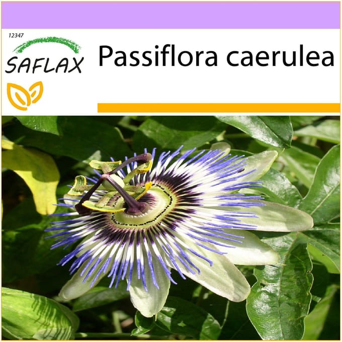 SAFLAX - Passiebloem - 25 zaden - Passiflora caerulea
