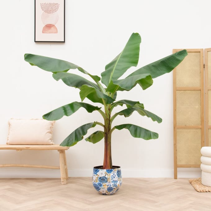 Bananenplant (Musa) - 220cm