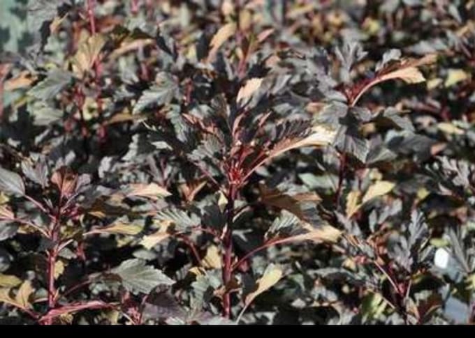 2 x Physocarpus opulif. 'Summer Wine'® - Blaasspirea, Sneeuwbalspirea 40- 60 cm in pot