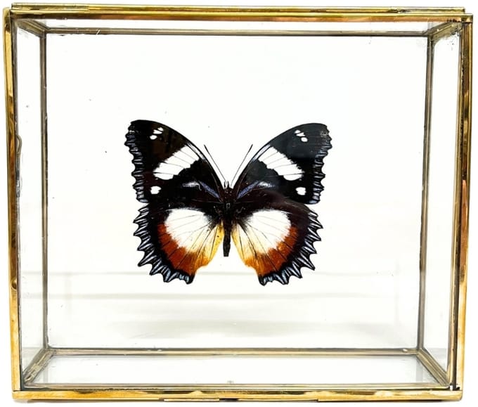 Vlinder - Hypolimnas dexithea in elegante glazen kistje met gouden rand