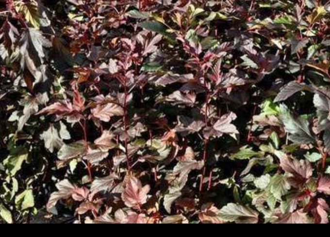 2 x Physocarpus opulif. 'Diable d'or'® ( 'mindia'®) - Blaasspirea, Sneeuwbalspirea 40- 60 cm in pot