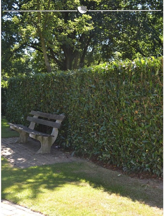 Laurier Prunus Herbergii 80-100 cm, 20x Haagplant