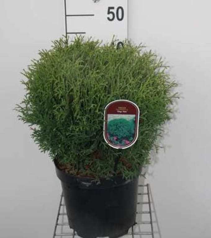 Thuja occidentalis 'Tiny Tim' - Levensboom 20 - 25 cm in pot