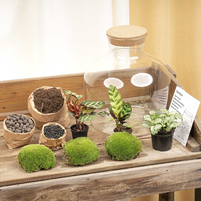 Terrarium DIY Kit - Fat Joe - Bottle Garden - ↑ 30 cm