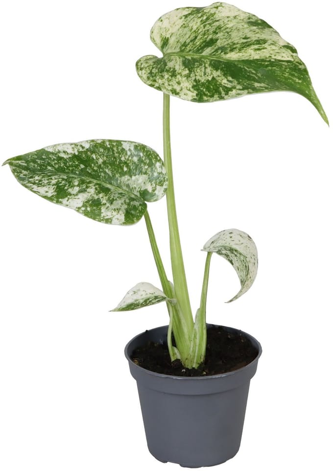 Monstera Deliciosa Mint Variegated - Hoogte 18cm - Pot 6cm