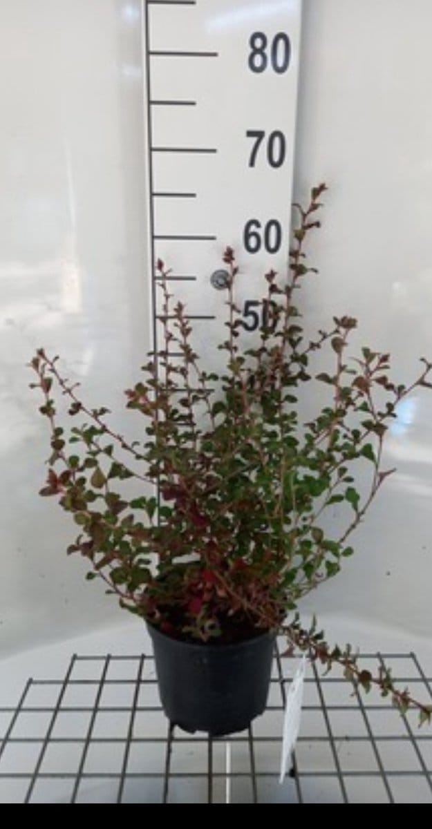 Ceratostigma griffithii - Loodkruid 25- 30 cm in pot