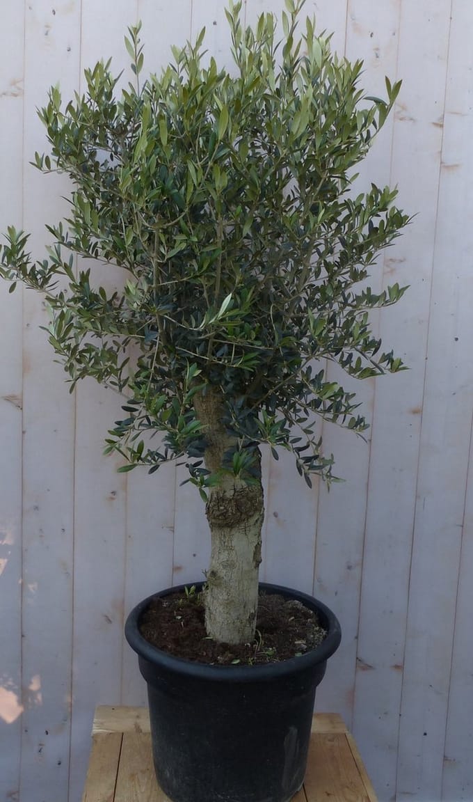 Warentuin natuurlijk - Olijfboom Olea stamhoogte 50 cm en boomhoogt...