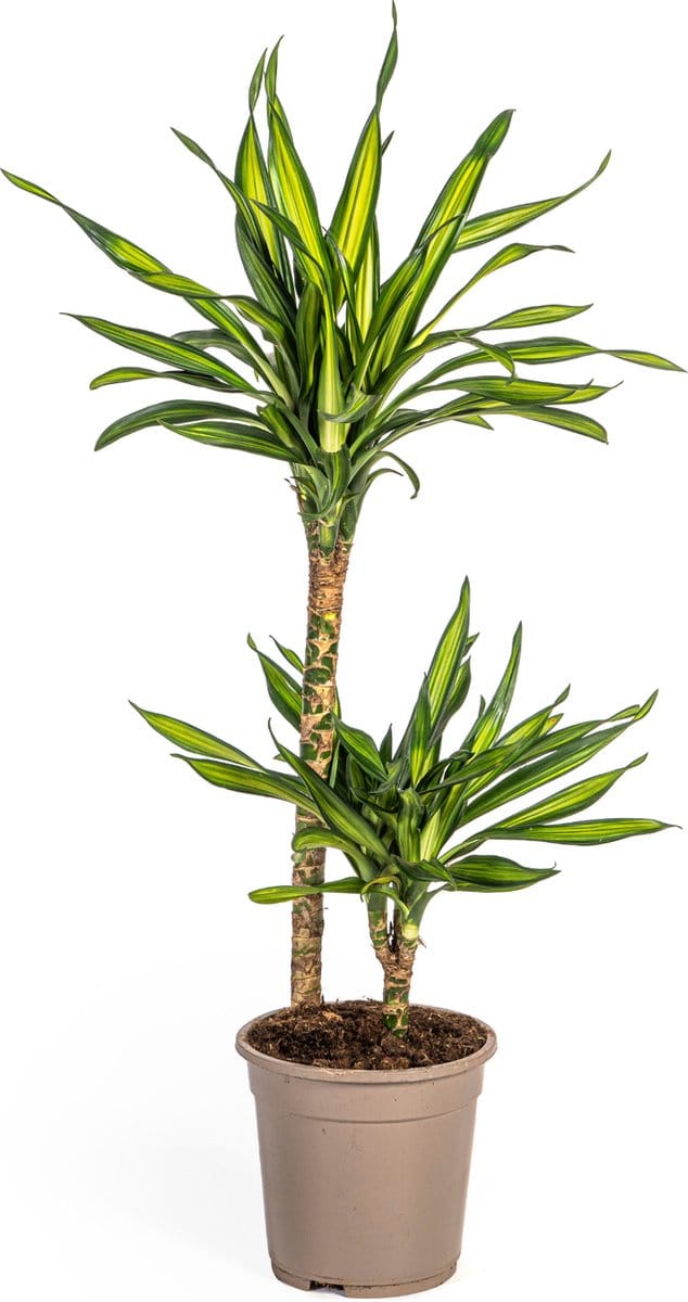 Green Harmony | Dracaena Deremensis Rikki Ø19cm - 80cm