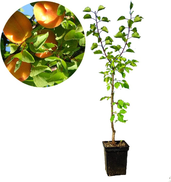 Prunus armeniaca 'Diamant' abrikoos, 5 liter pot
