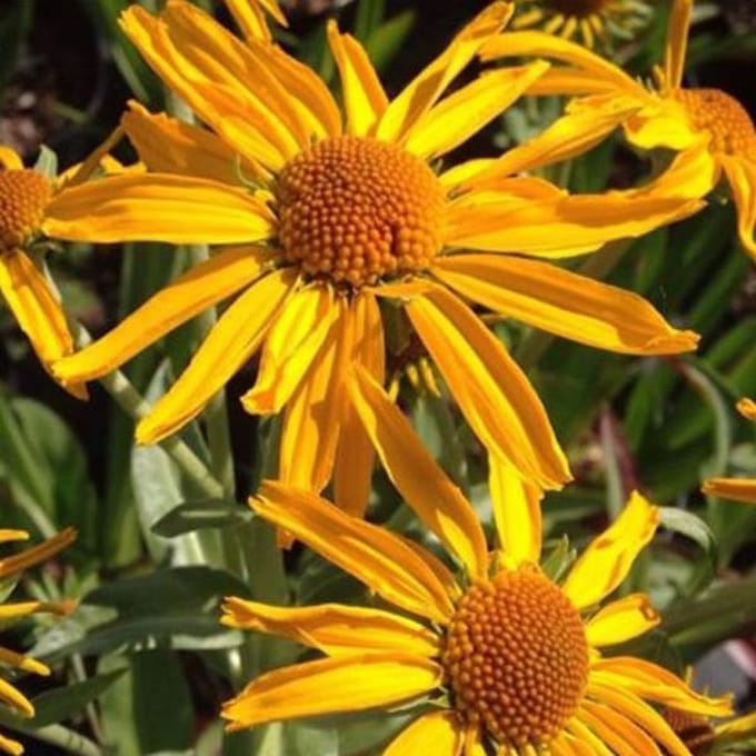 6 x Helenium Hoopesii -   Zonnekruid pot 9x9cm
