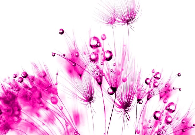 Fotobehang Flowers  | PANORAMIC - 250cm x 104cm | 130g/m2 Vlies