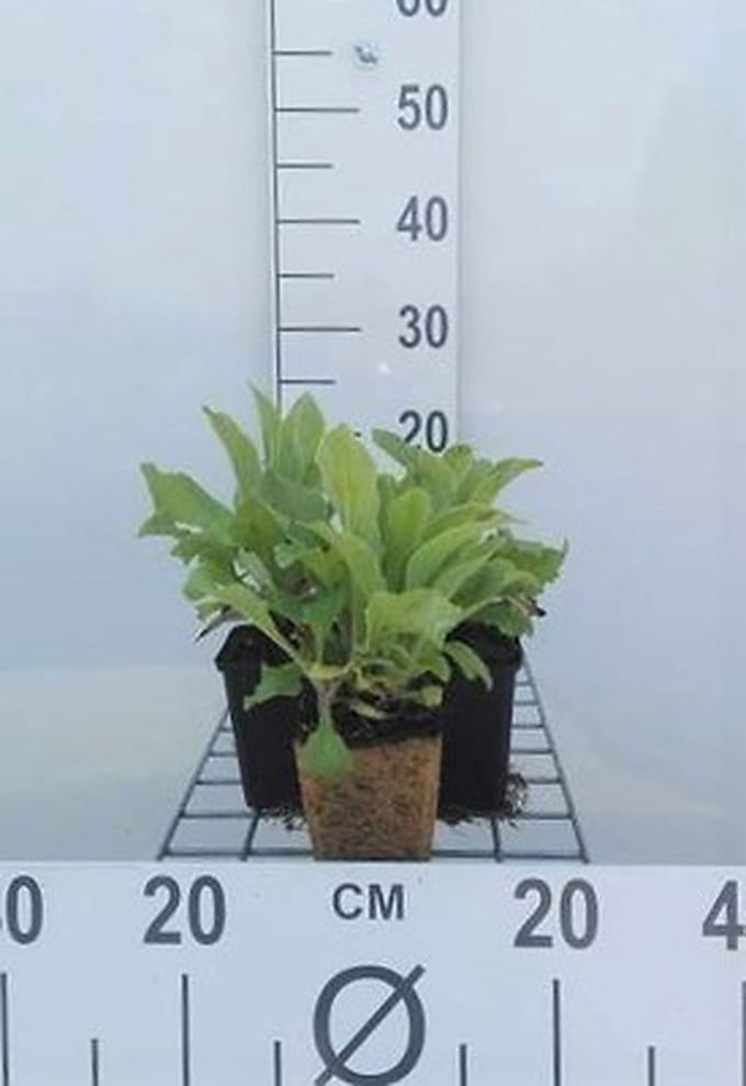 6x Vingerhoedskruid - Digitalis hybr. 'Mertonensis' | 9x9 cm pot